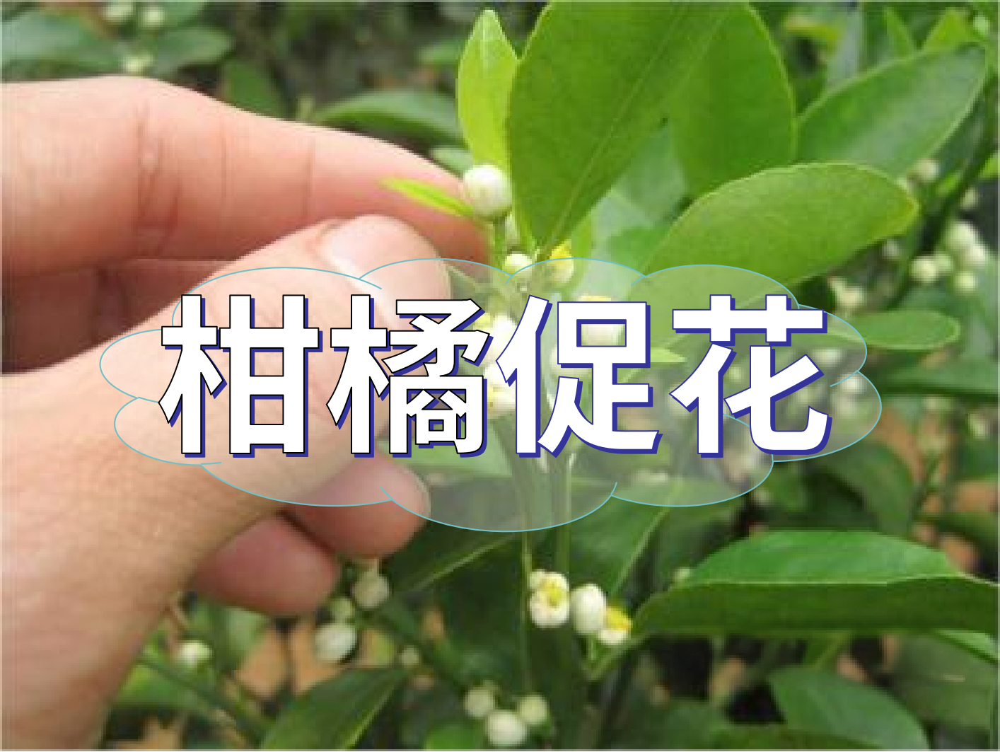 到了柑橘秋梢期，什么時候促花？