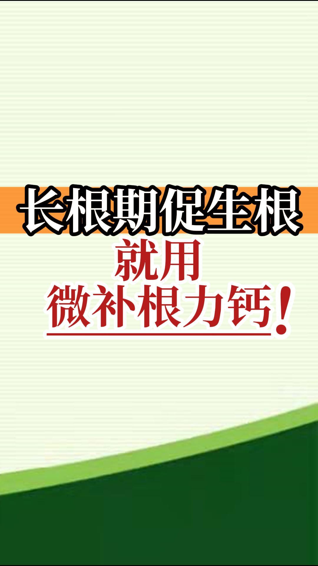 長根期促生根就用微補根力鈣！