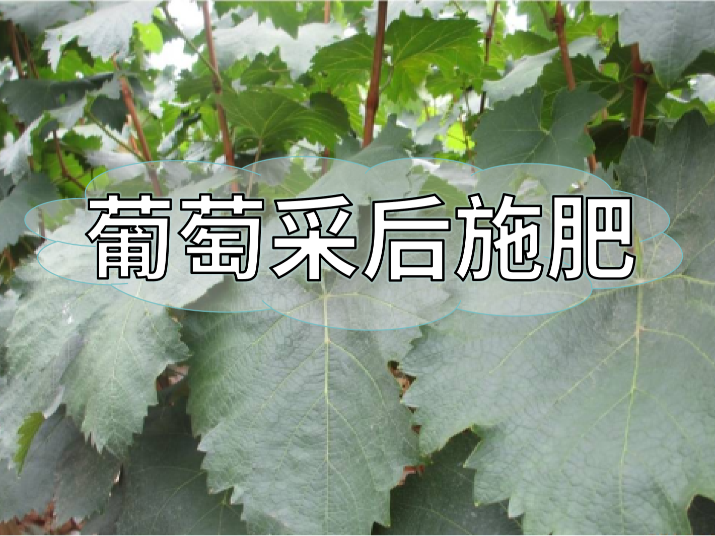 高產(chǎn)葡萄園采后如何施肥？