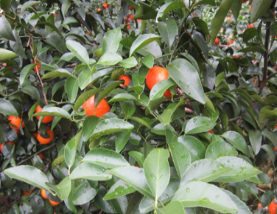 微補方案反饋|跟著農(nóng)友們管理，放優(yōu)質(zhì)秋梢并不難