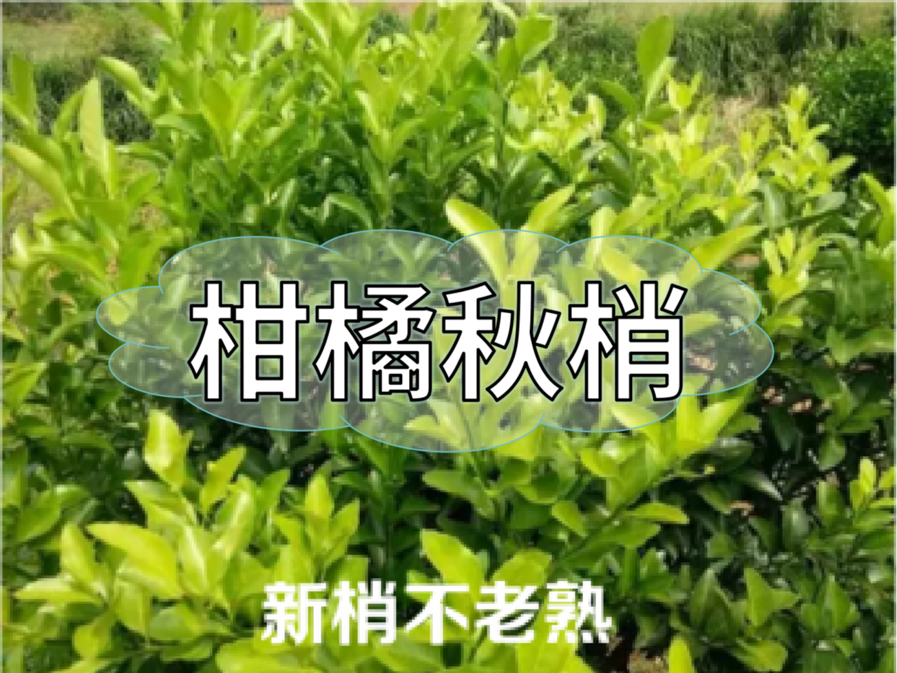 柑橘新梢剛抽出就發(fā)黃，不轉綠，怎么辦？