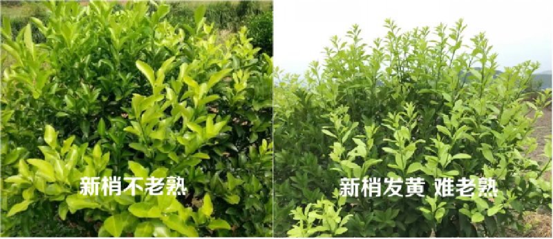 圖片1