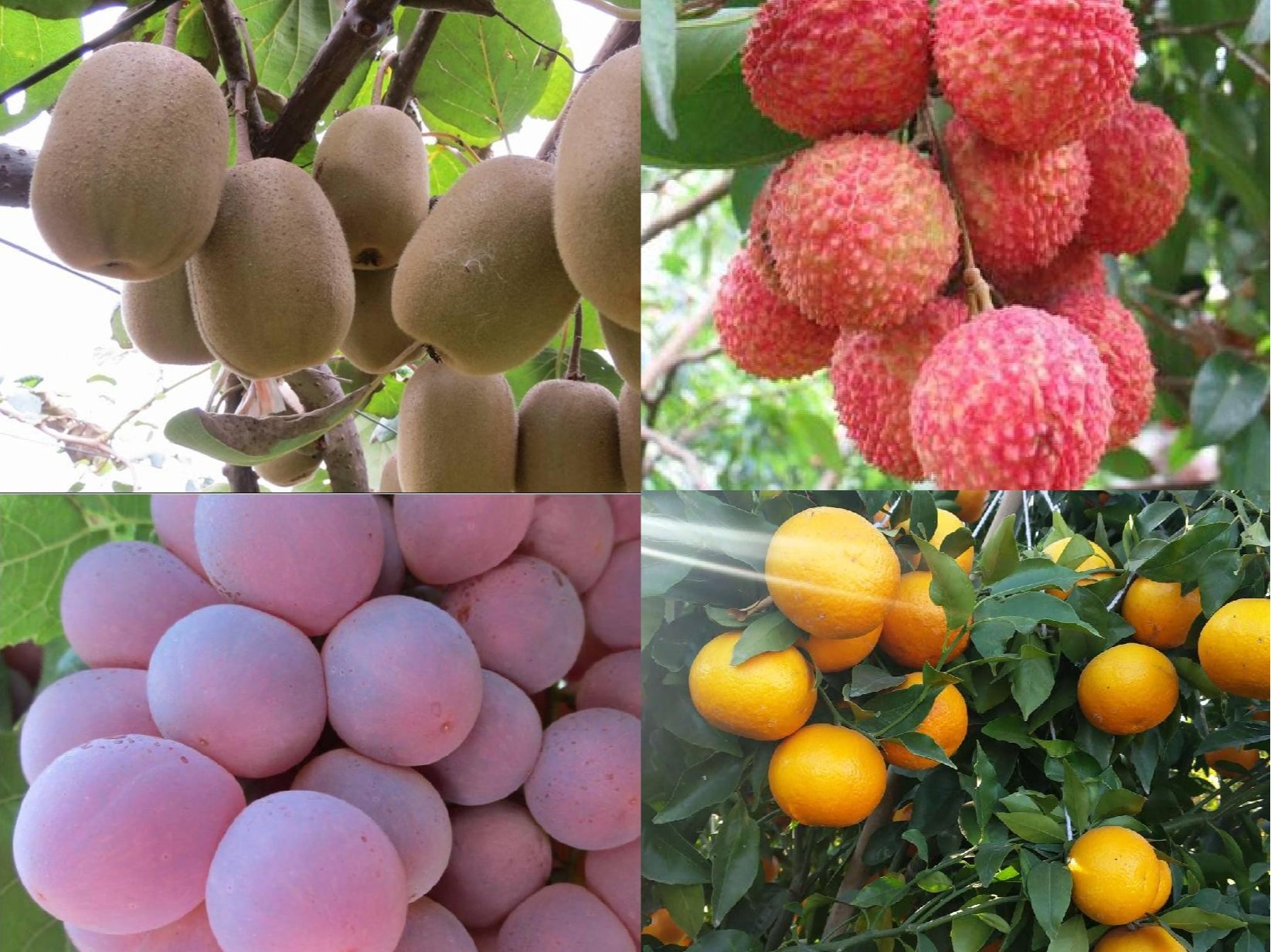 果樹補(bǔ)鈣全攻略：告別裂果爛果，種出優(yōu)質(zhì)好果