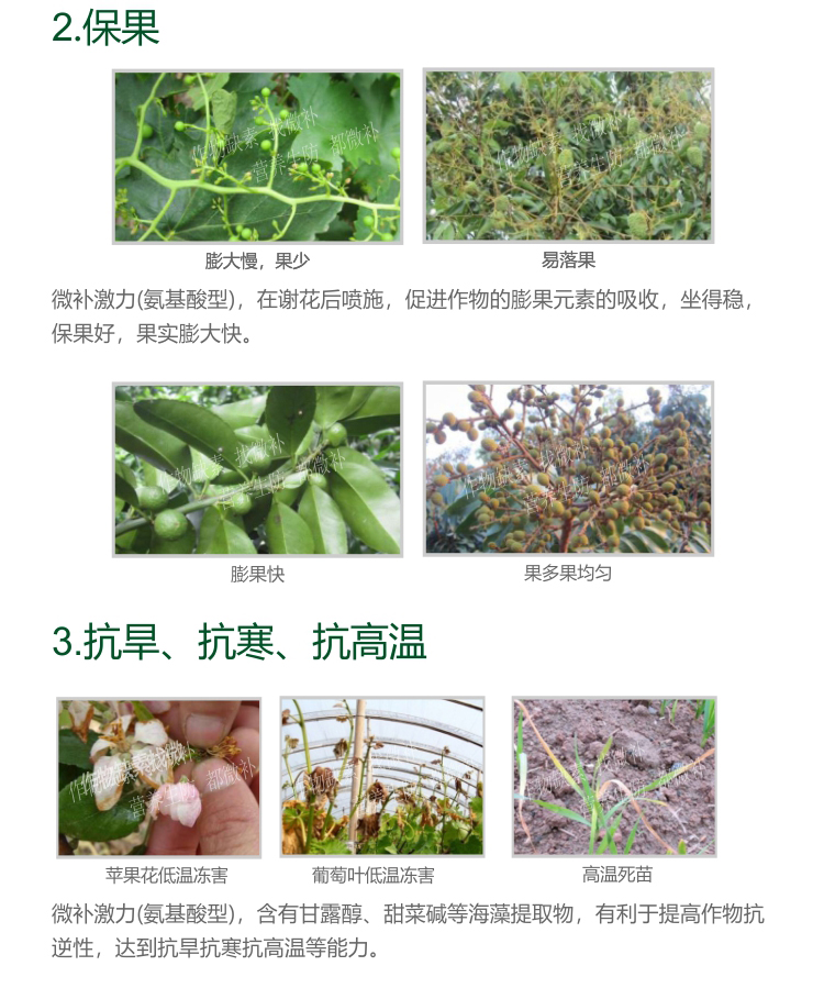 微補激力氨基酸型