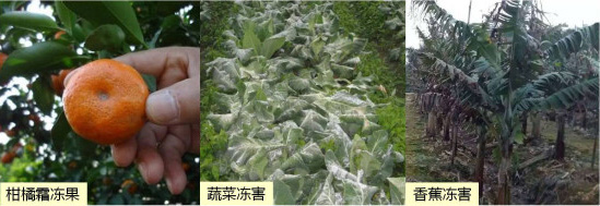 讓作物安全過(guò)冬的實(shí)用小妙招，速看