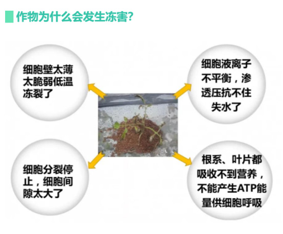 讓作物安全過(guò)冬的實(shí)用小妙招，速看