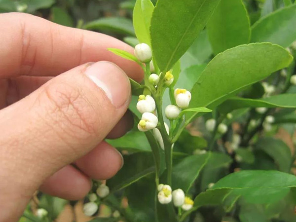 沃柑茂谷柑來花多要疏花，促花工作就不做了，小心花多不壯