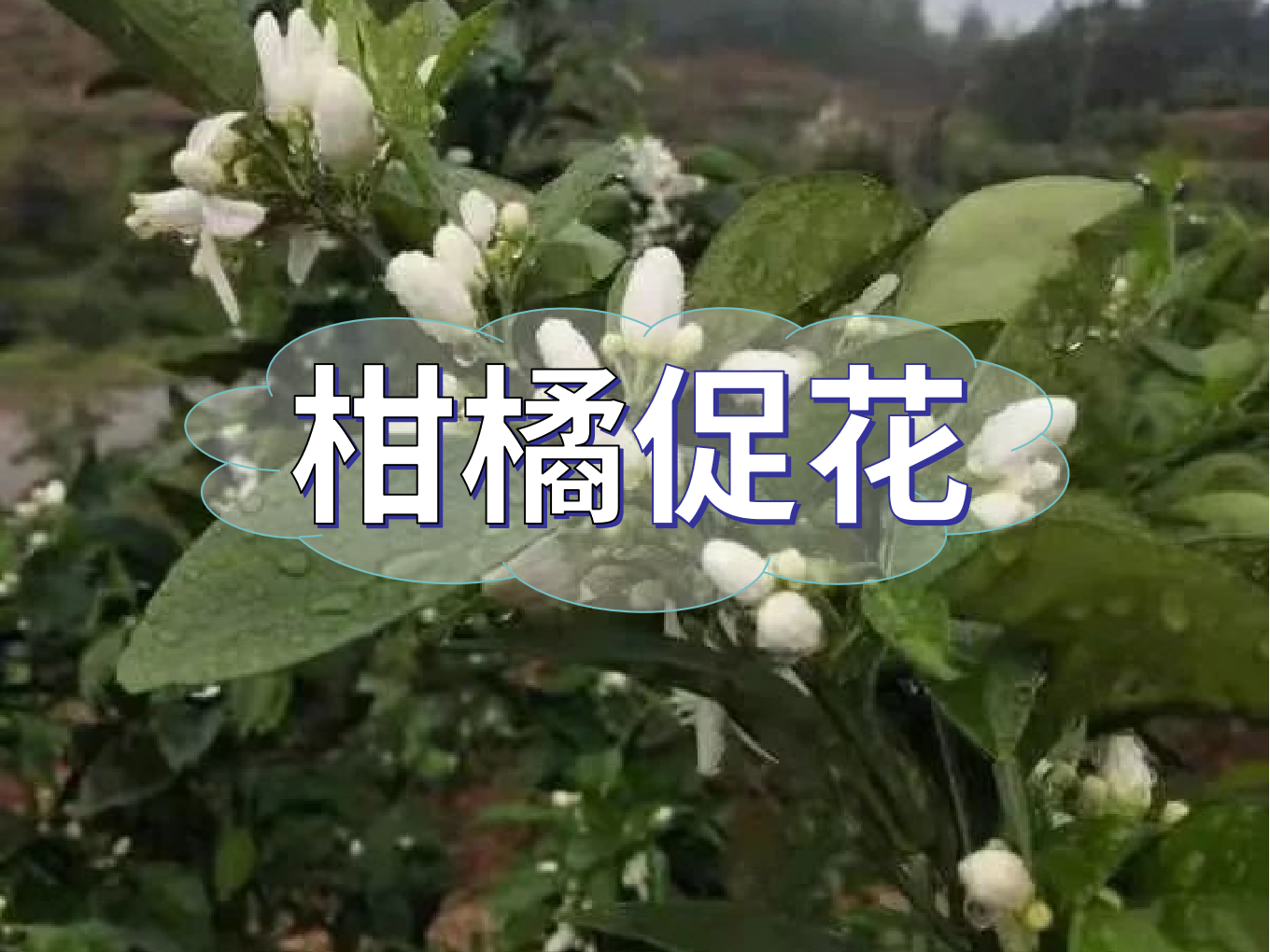 柑橘促花三要領，促進優(yōu)質花的形成