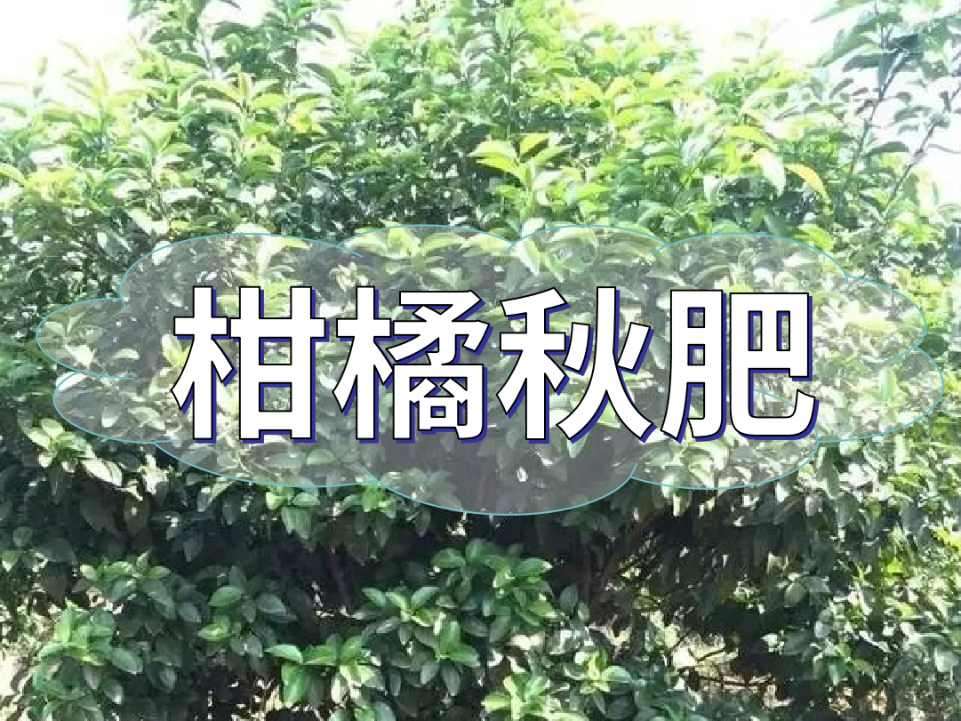 柑橘秋肥用得好產(chǎn)量不會(huì)少！怎么施？
