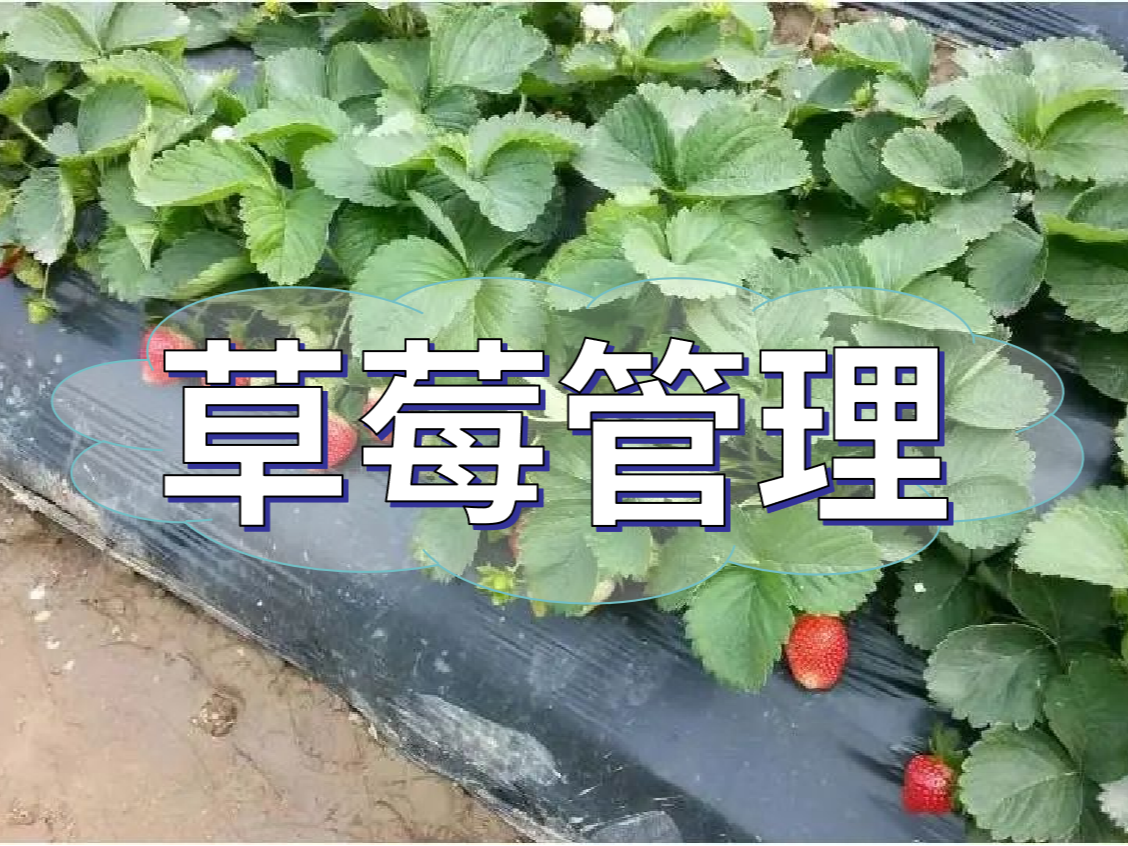 這樣做讓你的草莓品質好，產量高！
