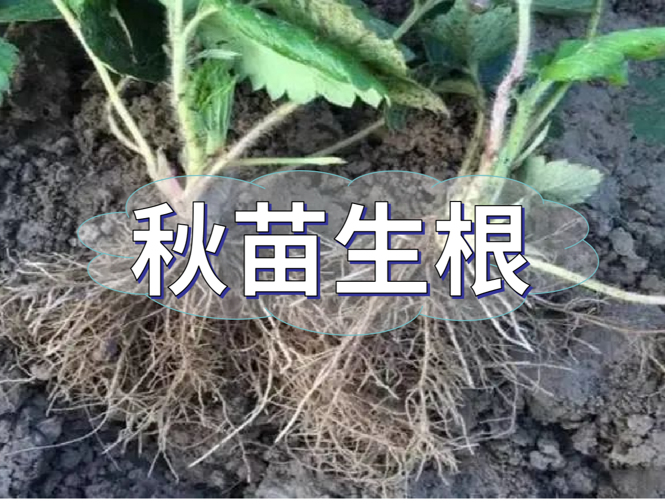 秋播開始，生根養(yǎng)根是作物健壯增產提質的關鍵
