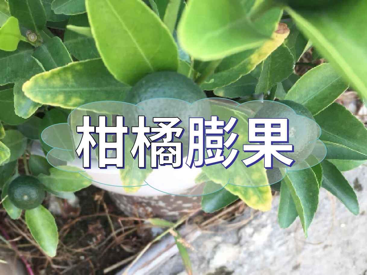 柑橘膨果慢？膨果并非多補鉀這么簡單！