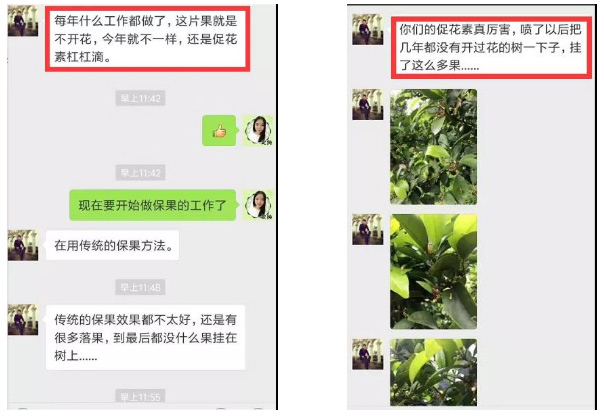 秋梢期，柑橘果農(nóng)都在做這件事……