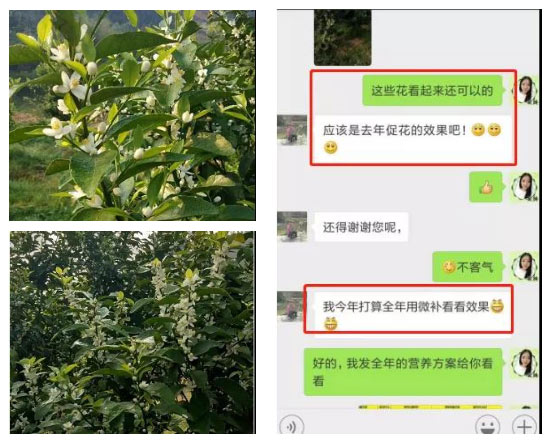 秋梢期，柑橘果農(nóng)都在做這件事……
