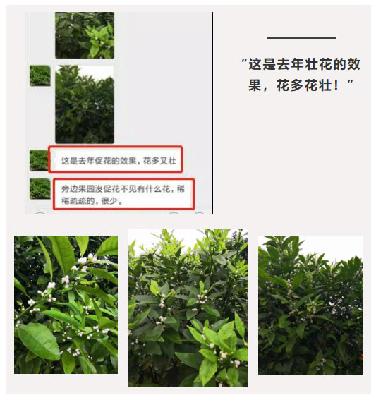 秋梢期，柑橘果農(nóng)都在做這件事……