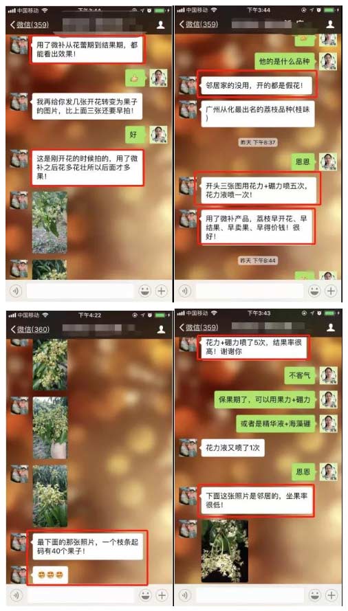 荔枝園連年高產(chǎn)，秘訣在這里
