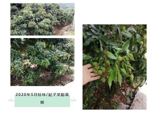 荔枝園連年高產(chǎn)，秘訣在這里