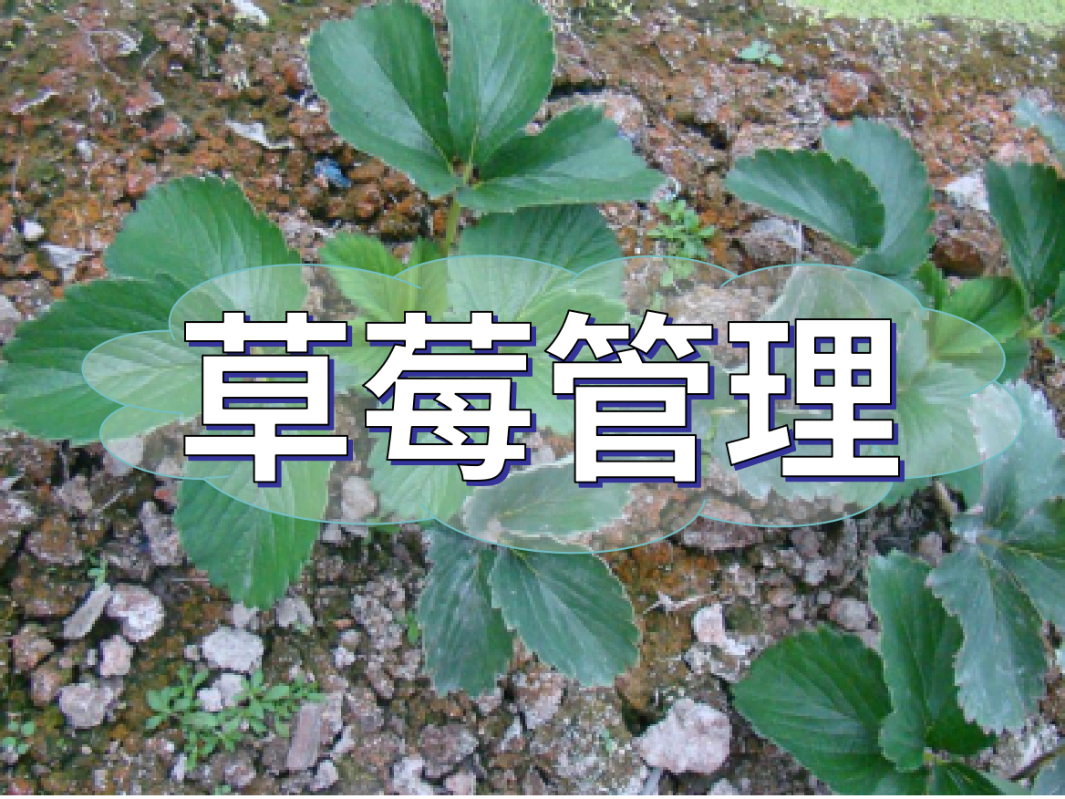草莓提苗減少死苗方案